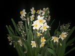 水仙花
