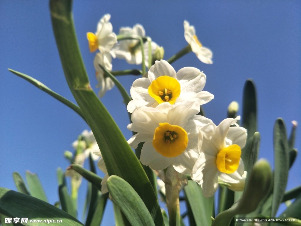 水仙花