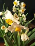 水仙花