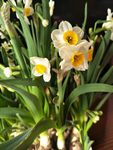 水仙花