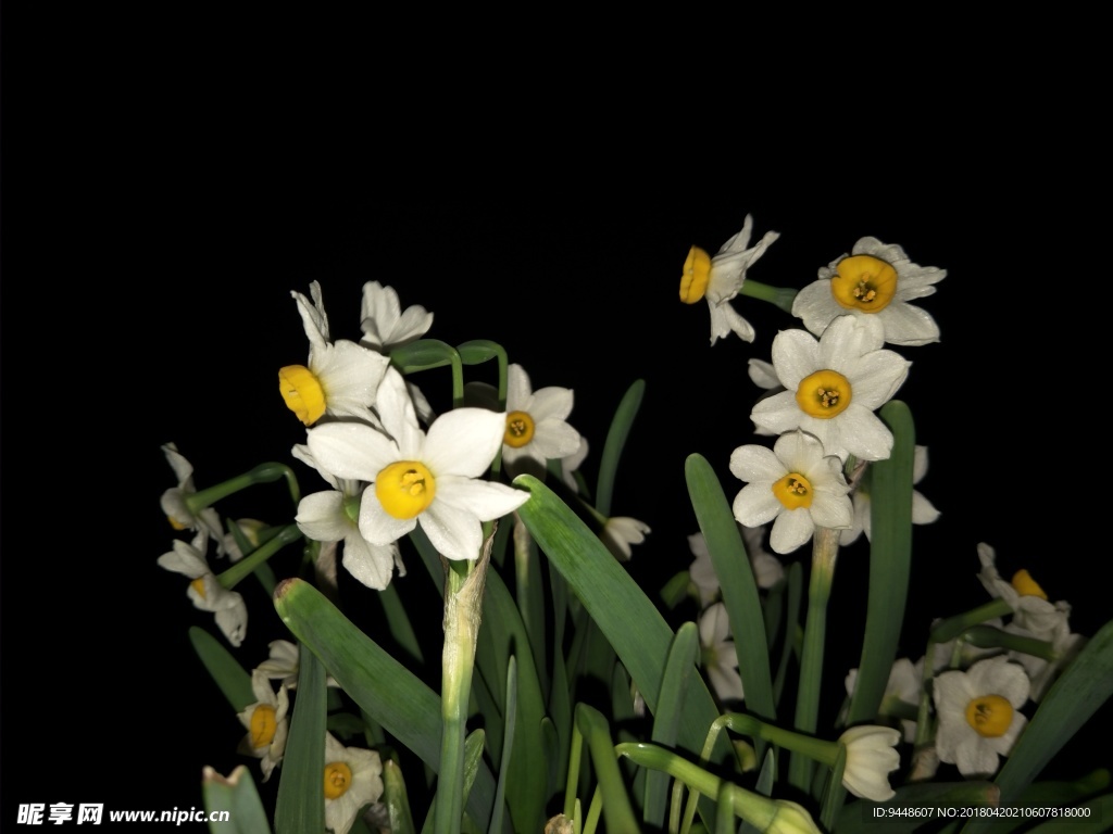 水仙花