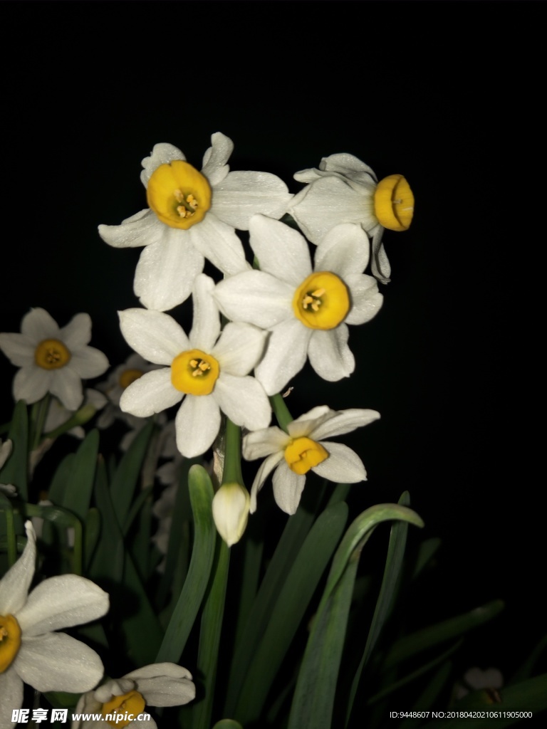 水仙花