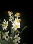 水仙花