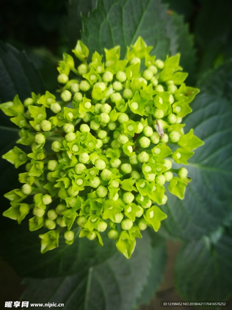 绣球花