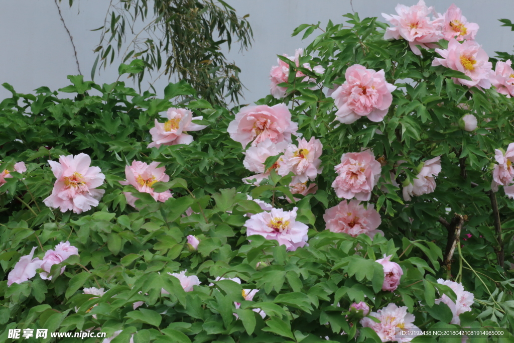 牡丹花