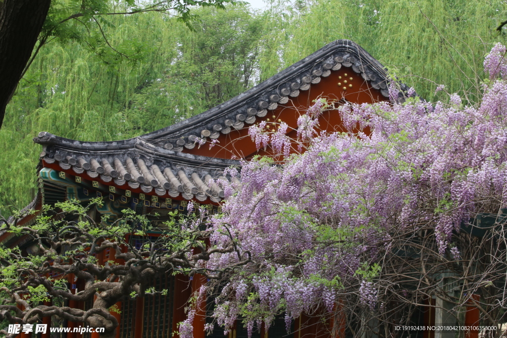 紫藤花