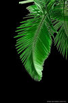 椰子树 叶子