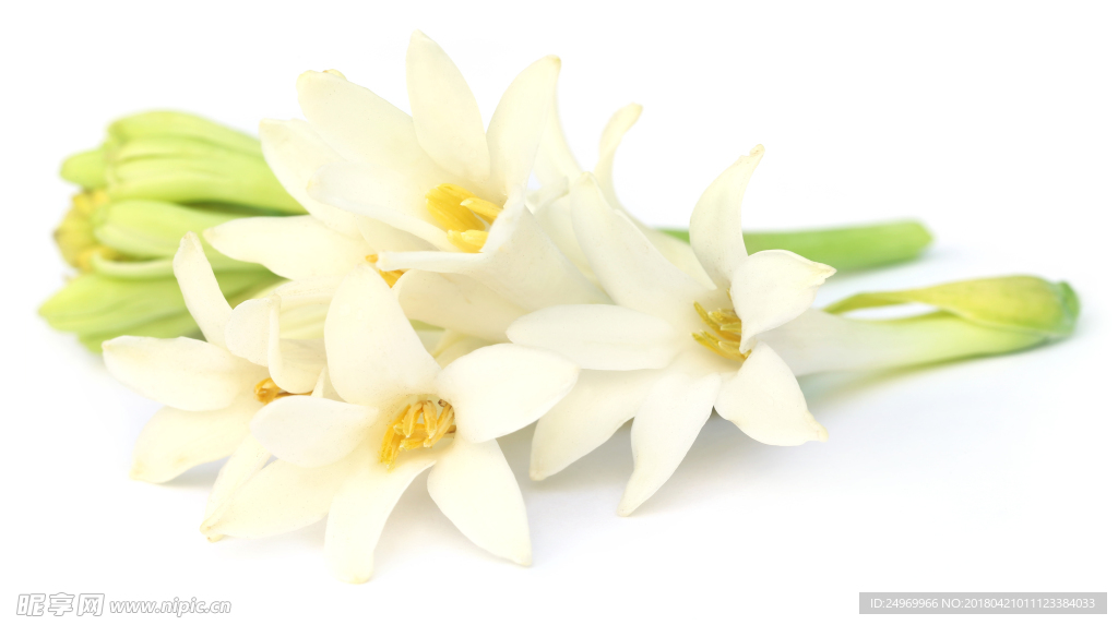 水仙花