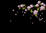 玉兰花 粉色
