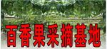 百香果4