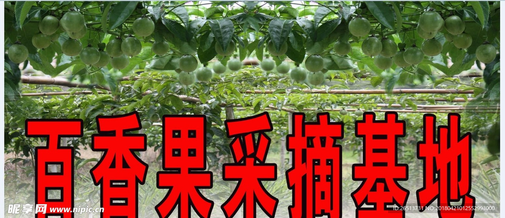 百香果4
