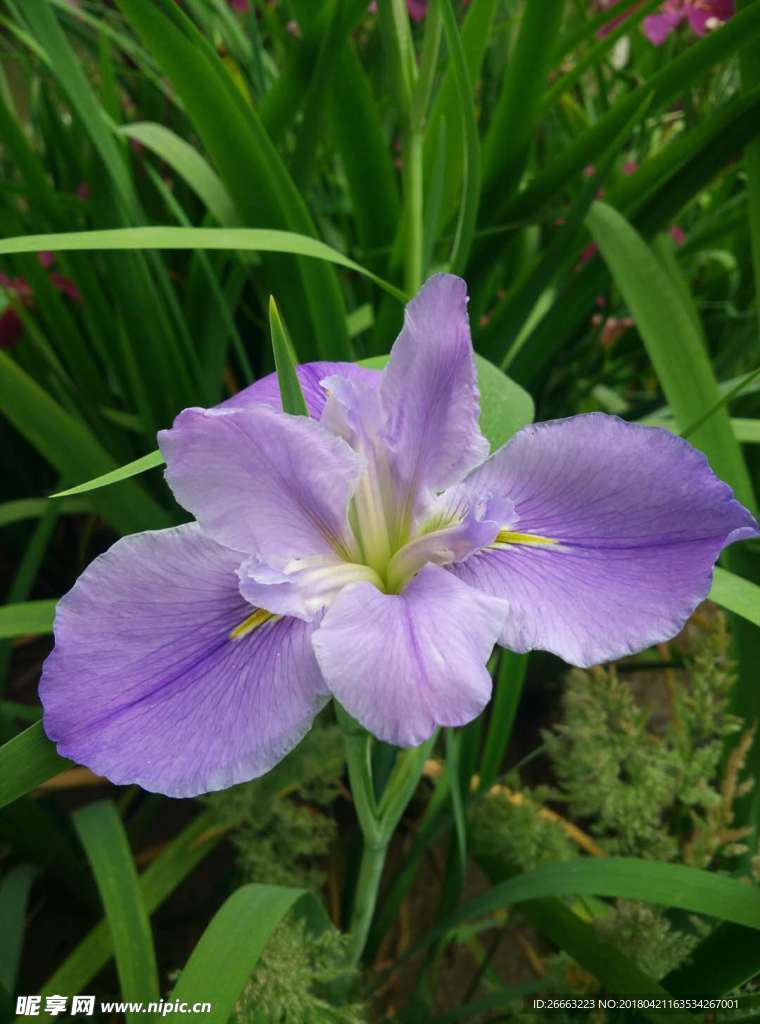 紫鸢尾花