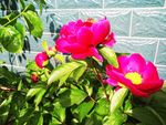 芍药