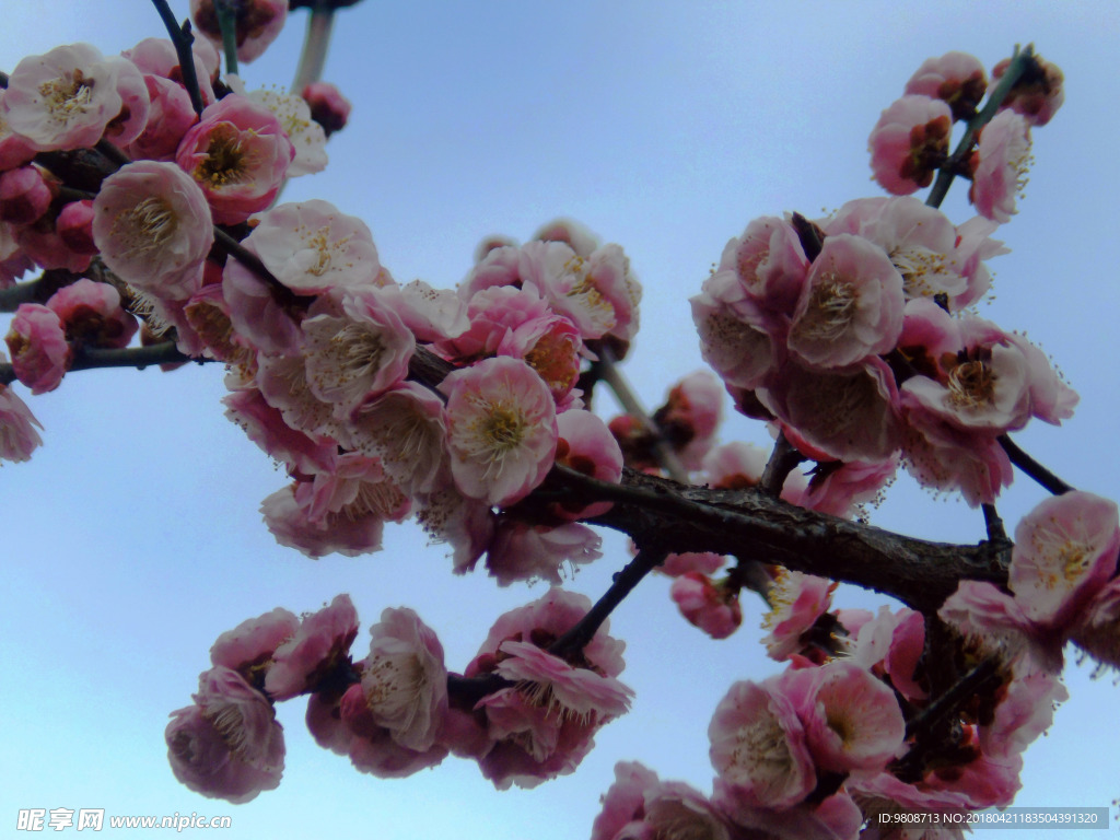 梅花