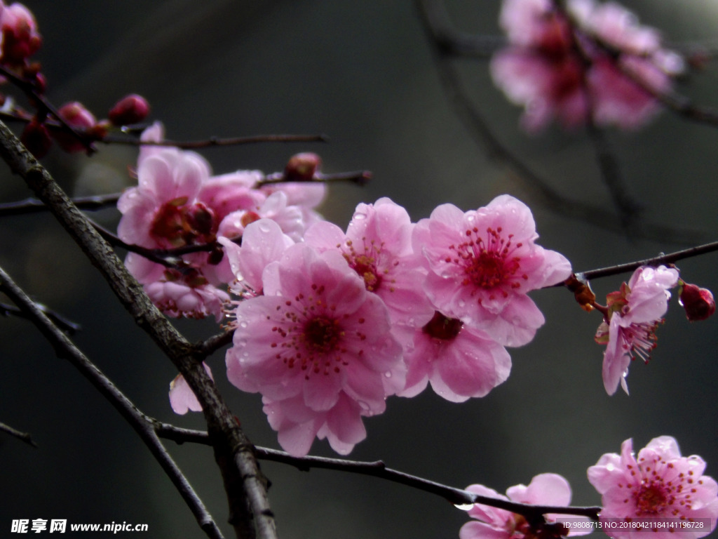 梅花