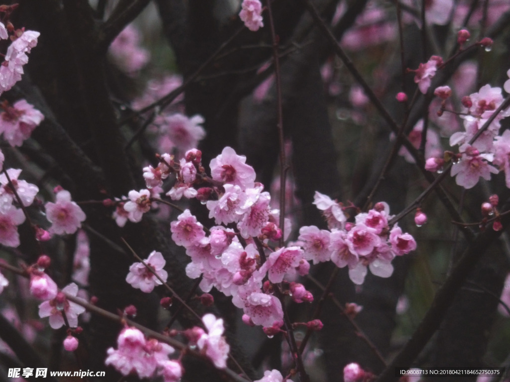 梅花