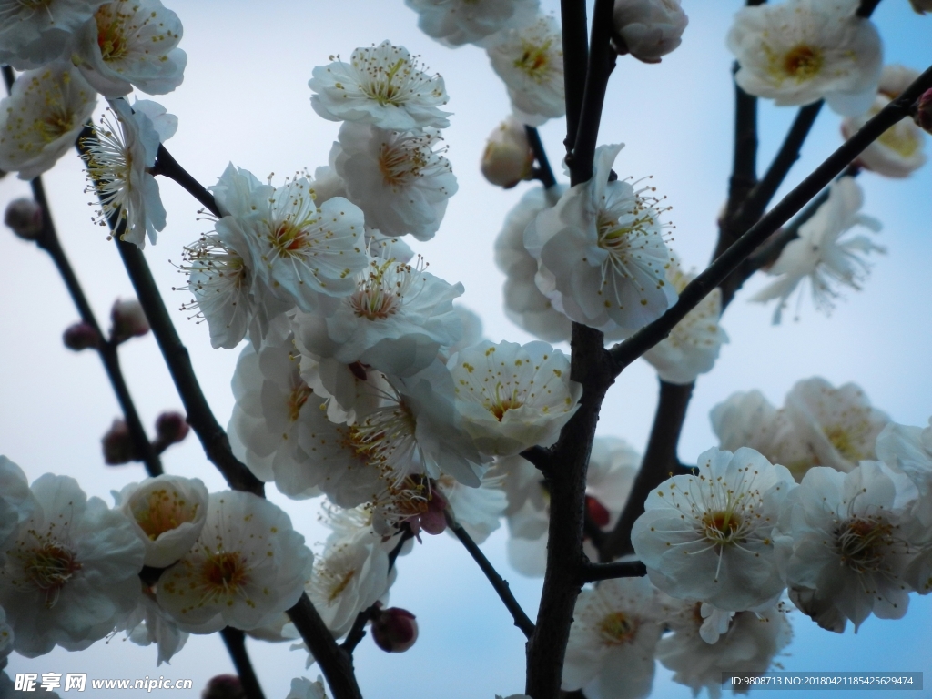 梅花