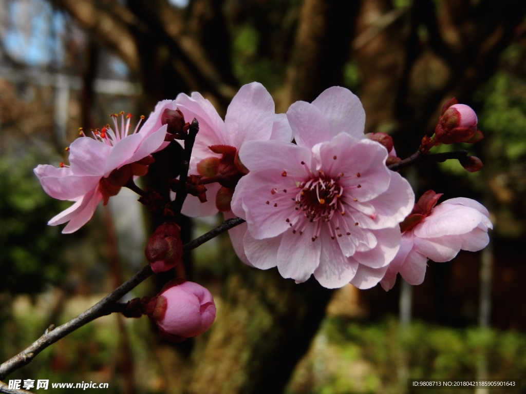 梅花
