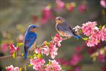 粉色花 蓝色鸟 林中鸟 春季求
