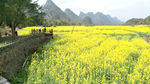 遇龙河油菜花