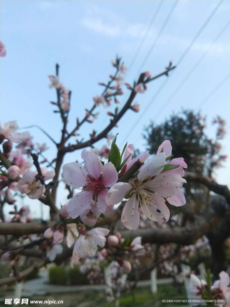 樱花
