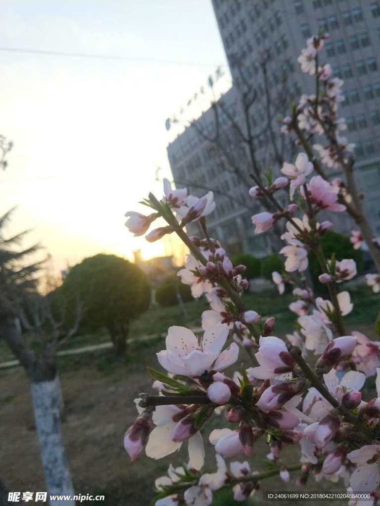 日落樱花