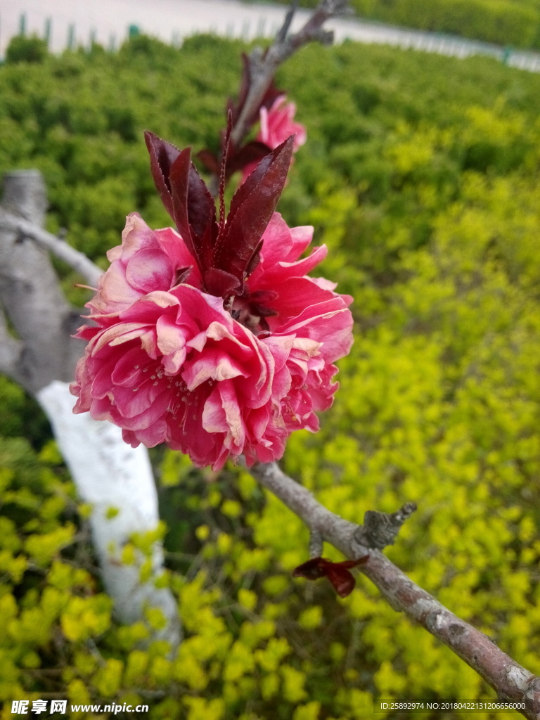 樱花