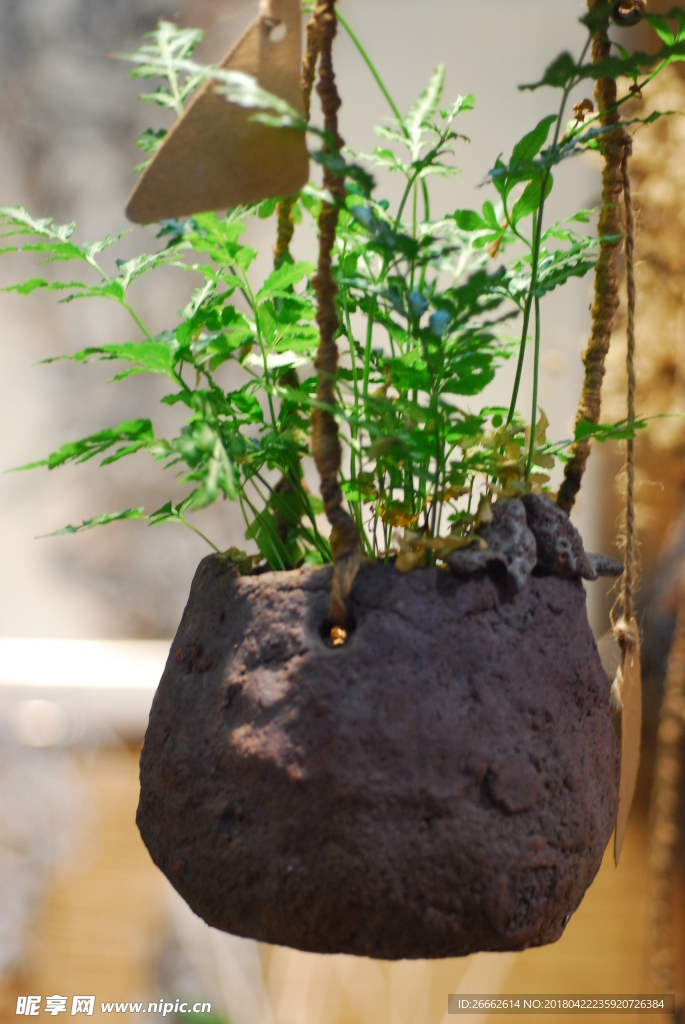 陶器与植物