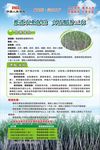 甘蔗种植保险海报