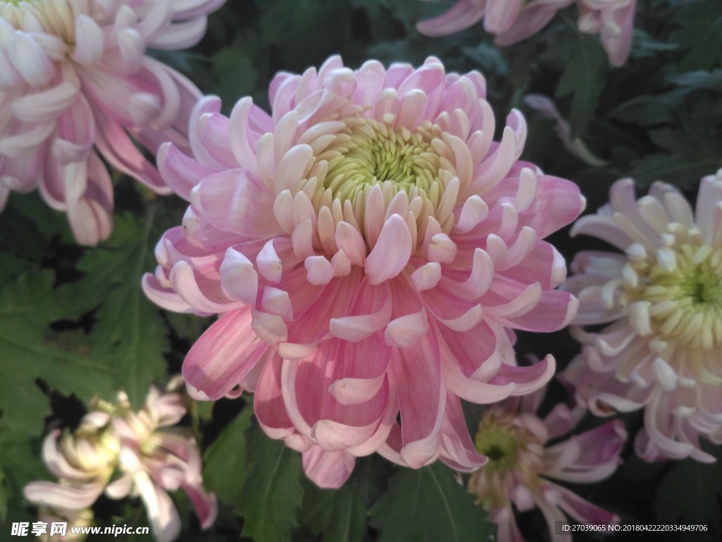 菊花