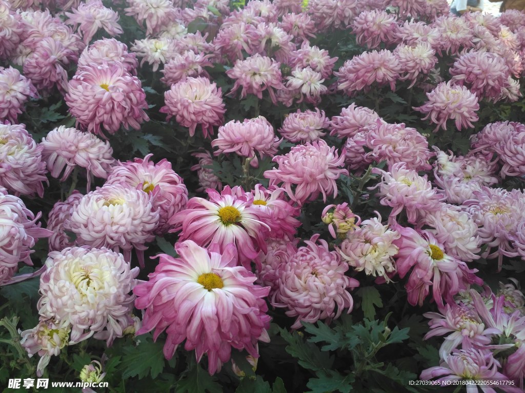 菊花