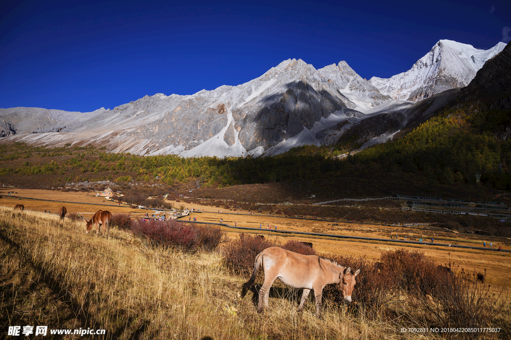 亚丁风景