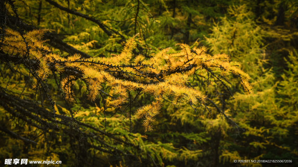 亚丁风景