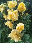 蔷薇花