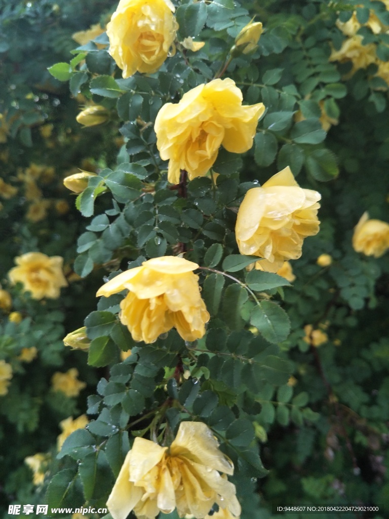 蔷薇花
