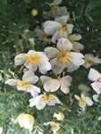 蔷薇花
