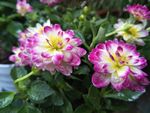 小丽花