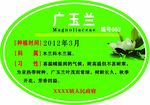 广玉兰