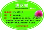 绒花树