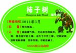 柿子树