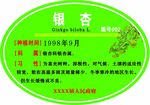 银杏