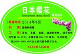 樱花