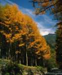 风景