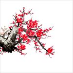 梅花