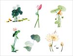 荷花