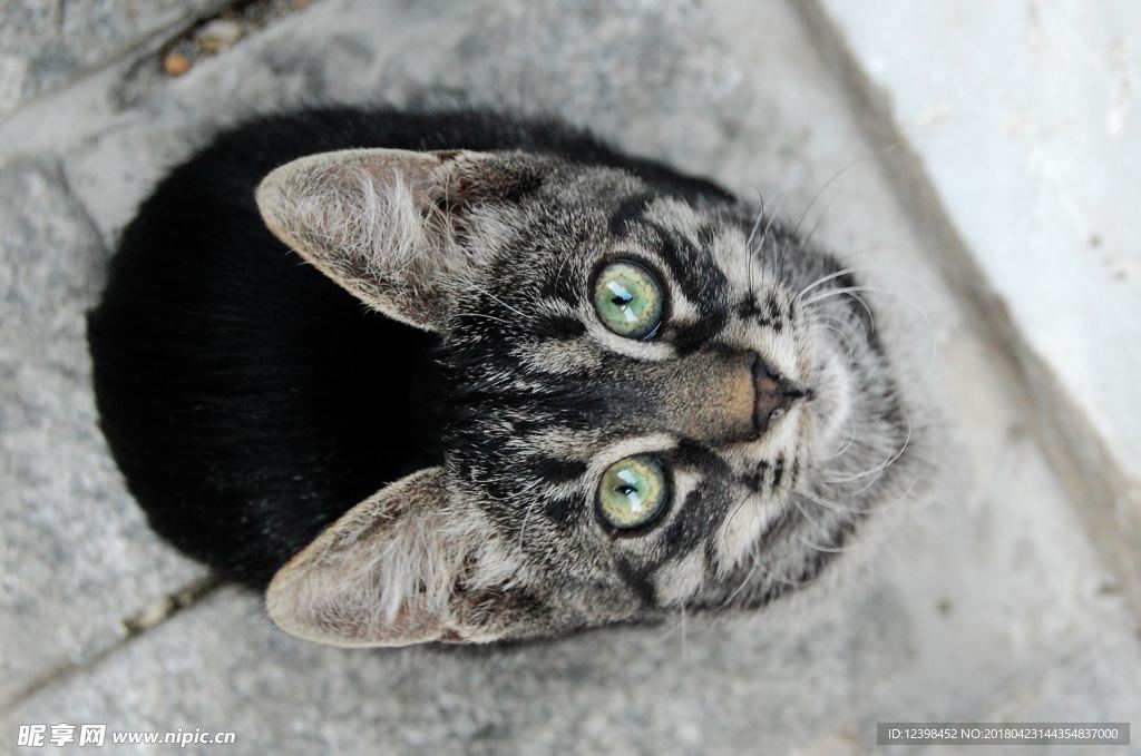 小猫