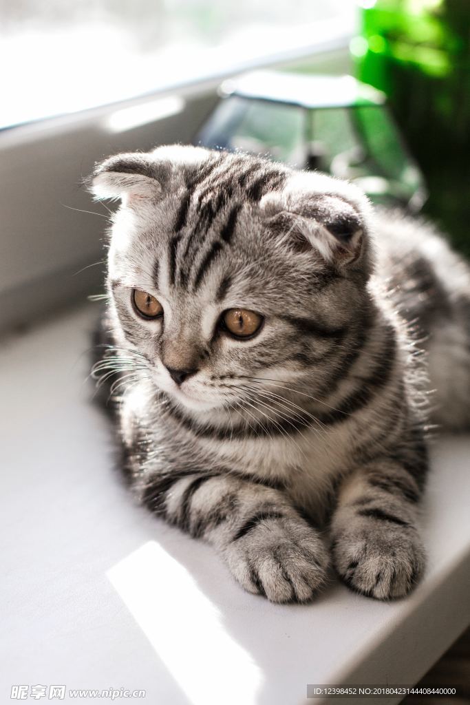 小猫