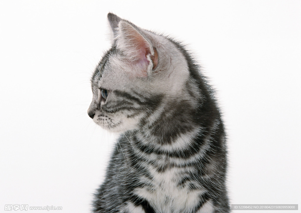 猫咪