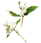 免扣花朵PSD