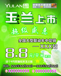 玉兰墙纸